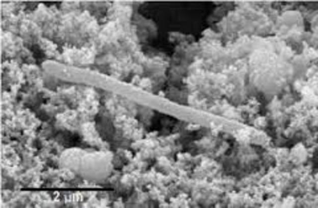 Candidatus Desulforudis audaxviator