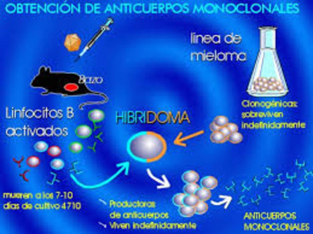 Anticuerpos monoclonales