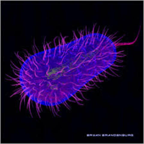 Joshua Lederberg y Edward Lawrie Tatum demuestran la existencia de conjugación en Escherichia coli.