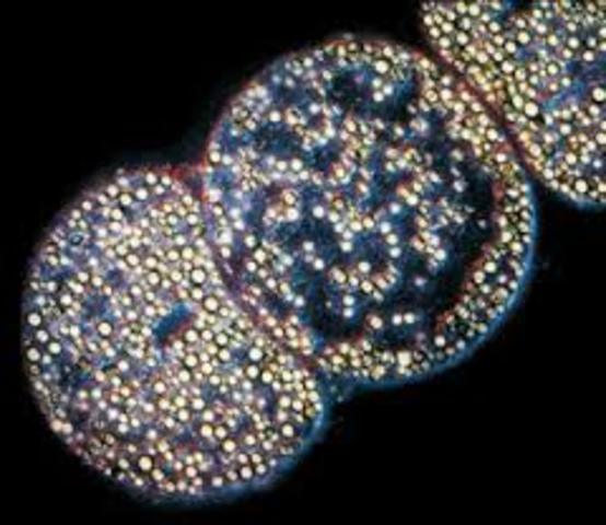 se descubre la bacteria gigante Thiomargarita namibiensis