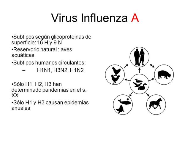 caracterización "in vivo" e "in vitro" del virus H1N1