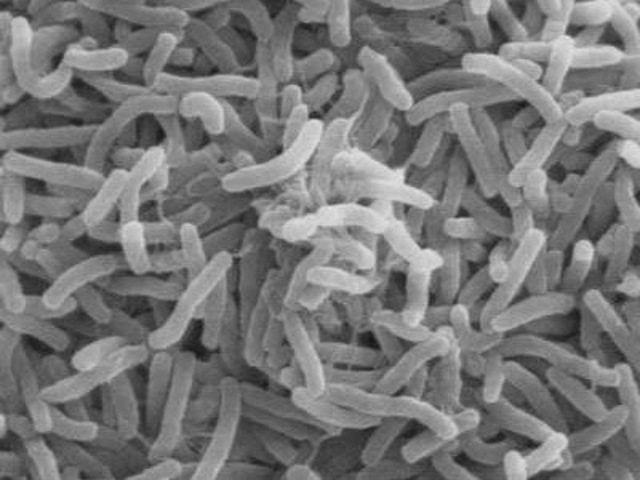 DESCUBREN BACTERIA A 2500M DE PROFUNDIDAD