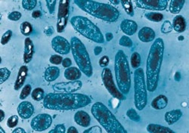 Serguéi Winogradski