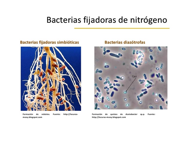 Beijerinck aísla bacterias fijadoras de nitrógeno