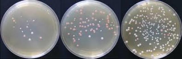 Aislamiento Bacterias Lacticas