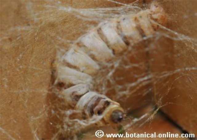 Enfermedad del gusano de seda producid hongo