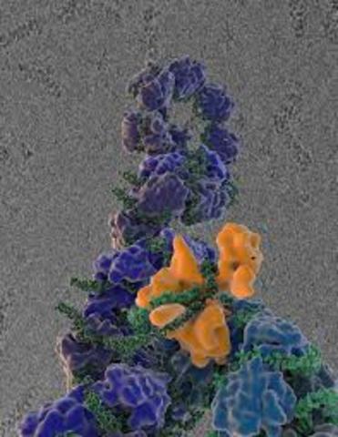 DNA (ácido nucleico) en el esperma de la trucha.