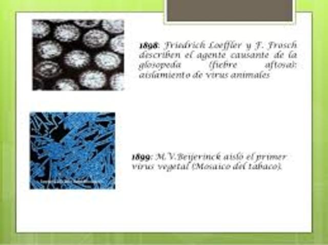 Describen el agente causante de la glosopeda (fiebre aftosa)