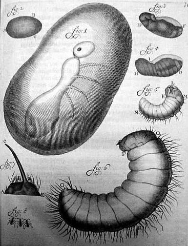 el primer cazador de microbios-ANTON VAN LEEUWENHOEK