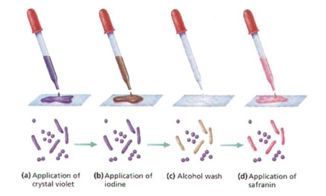 Desarrollo de la tinción de Gram.