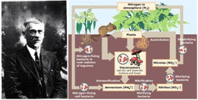 descubrio el proceso biologico de la nitrificacion-sergei winogradsky