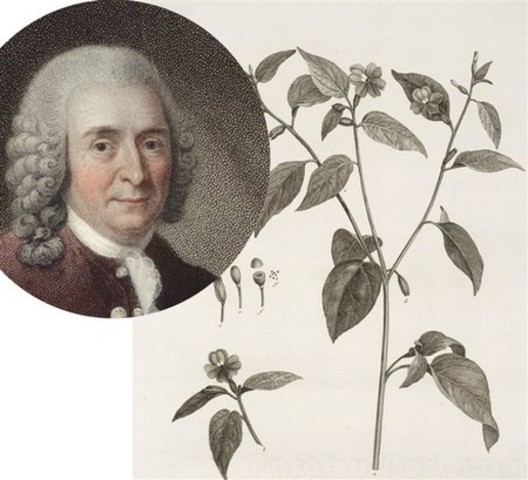carl linnaeus- creo las bases de la taxonomia moderna