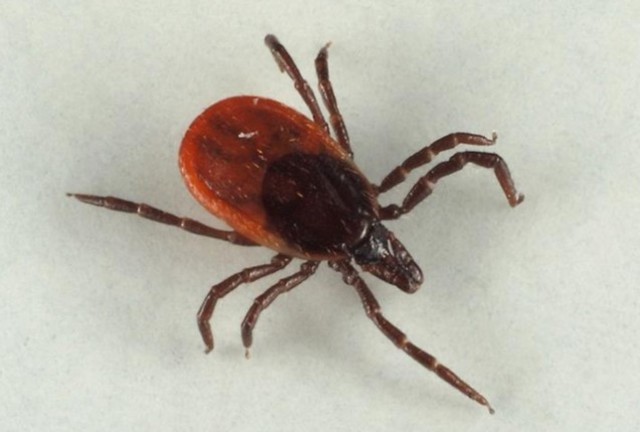 Friebre de las Montañas Rocosas