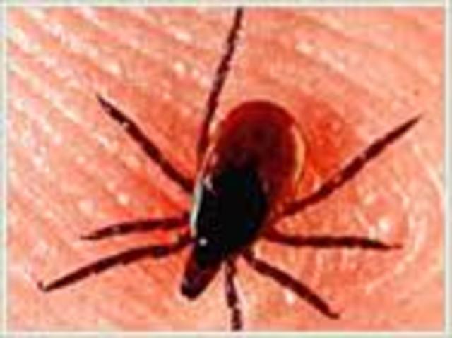 Howard Taylor Ricketts