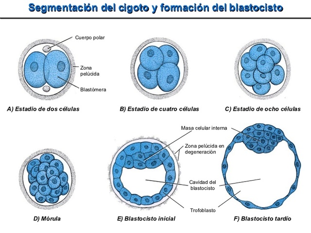 primera semana