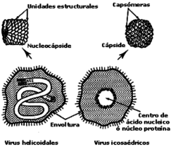 VIRUS MOSAICO DEL TABACO