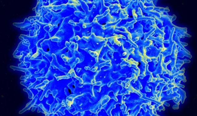 Descubierta una proteína que regula las enfermedades autoinmunes