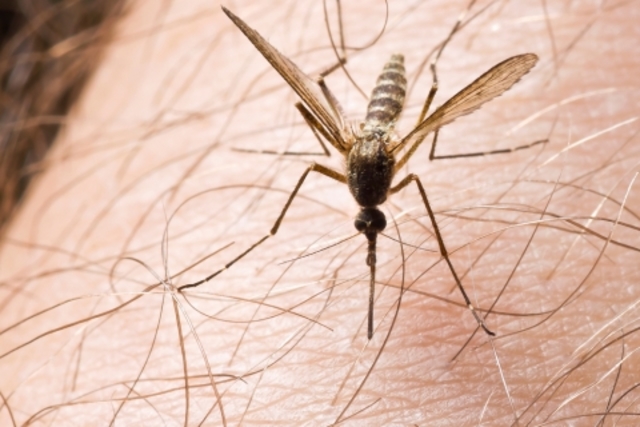 MOSQUITO TRANSMISOR DE FIEBRE AMARILLA