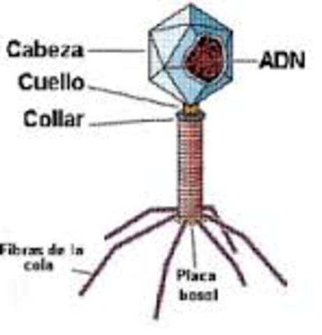 DESCUBRIMIENTO DE LOS BACTERIOFAGOS
