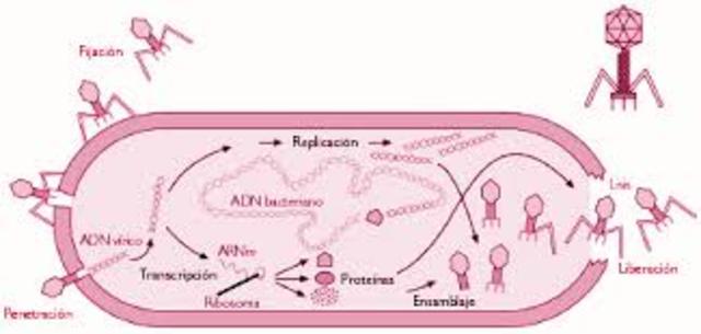 FENOMENO DE LISOGENIA
