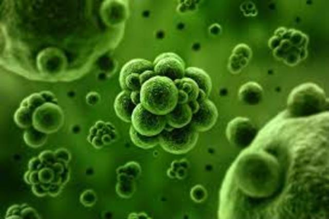 ENFERMEDADES CAUSADAS POR ORGANISMOS INVISIBLES