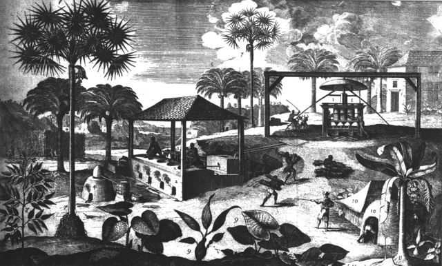 Plantations in the Caribbean Begin to Export Sugar