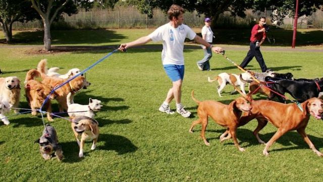 i want to work with animals in the future