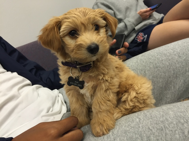 Adopted my first puppy!!!