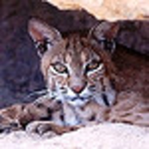 Center for Native and Urban Wildlife Opens