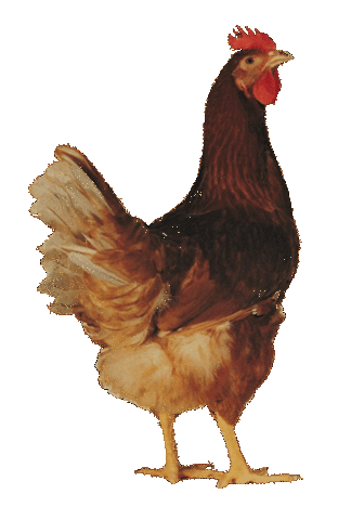 DESARROLLO DE LOUIS PASTEUR¨MÉTODO PARA EL AGENTE DEL CÓLERA DEL POLLO¨