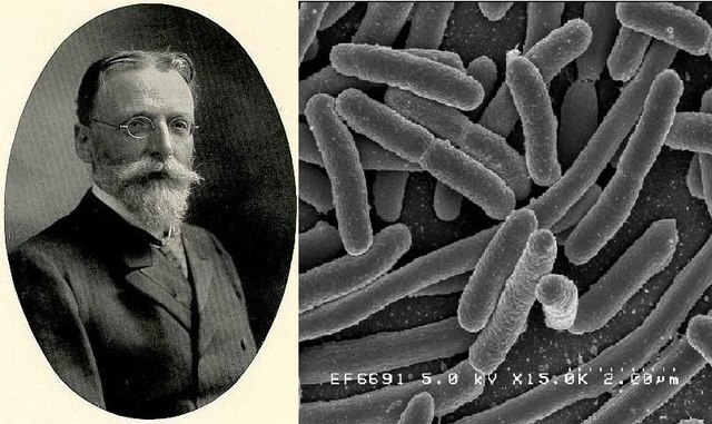 ESCHERICH DESCUBRE ESCHERICHIA COLI.