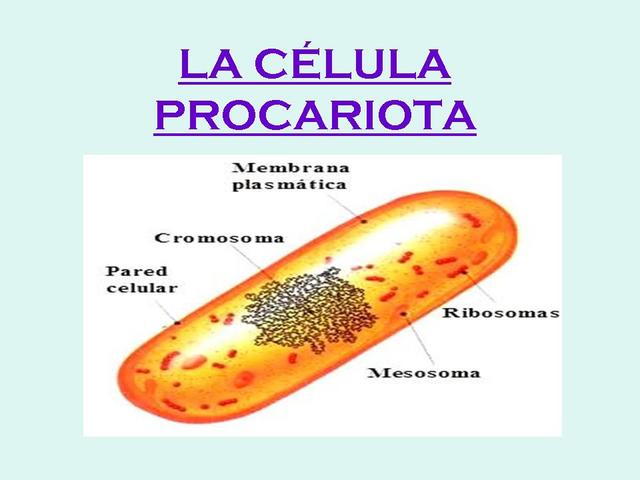 La mayor célula procariota
