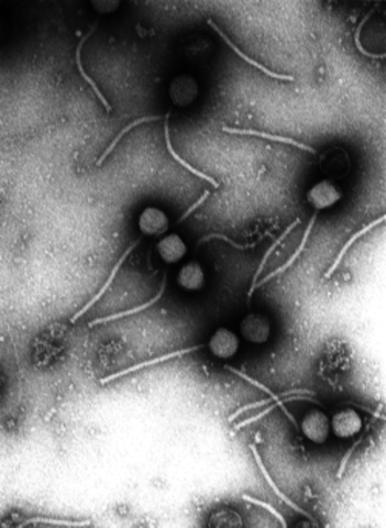 DESCUBRIERON LOS VIRUS QUE INFECTAN BACTERIAS (BACTERIÓFAGOS).