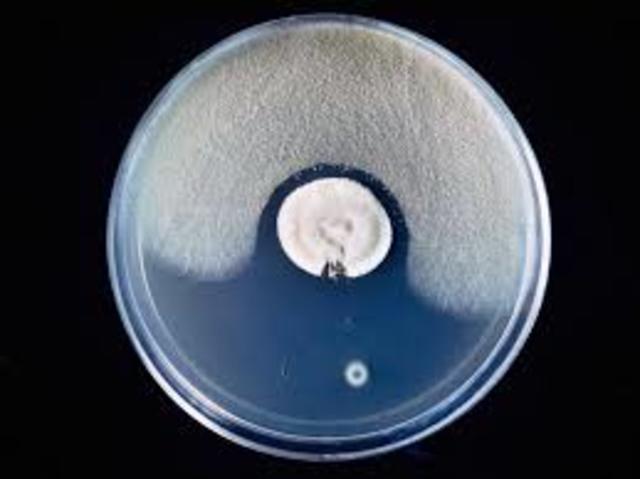 Descubrimiento de la antibiosis.