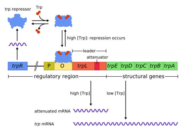 Concepto de Operon