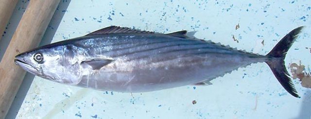 I went fishing for the first time.