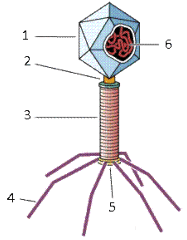 Descubrimiento de los bacteriófagos