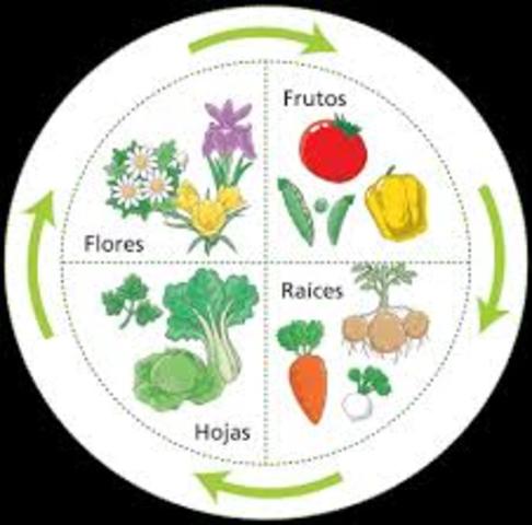 ROTACION DE CULTIVOS