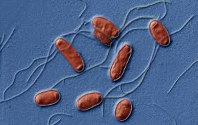 Legionella pneumophila