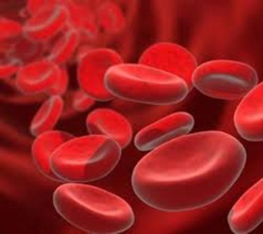 Primera descripcion grafica de los globulos rojos.