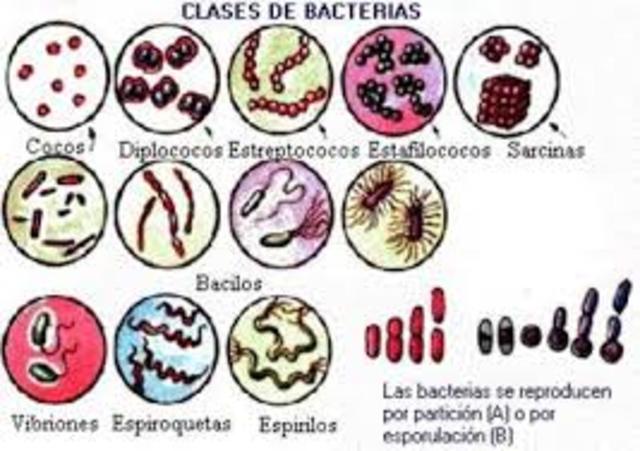Propuesta de la clasificacion de las bacterias.