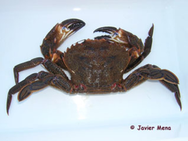 ARTROPODOS SALEN A VIVIR A LA SUPERFICIE