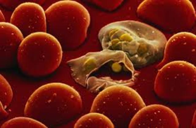 Se encuentra el parasito de la malaria