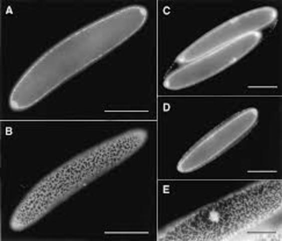 Clements y Bullivant
