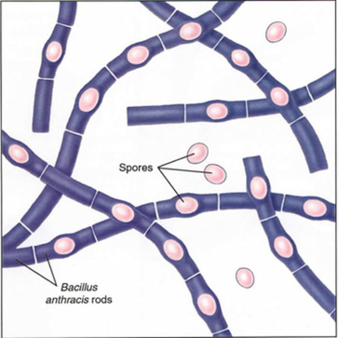 se demuestra que el bacillus anthracis produce el antrax