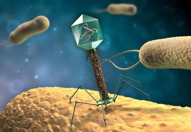 virus que infectan bacterias