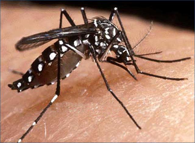 Fiebre amarilla transmitida por mosquitos