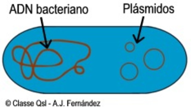 PLASMIDO