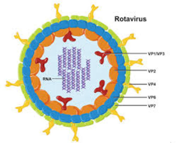 rotavirus