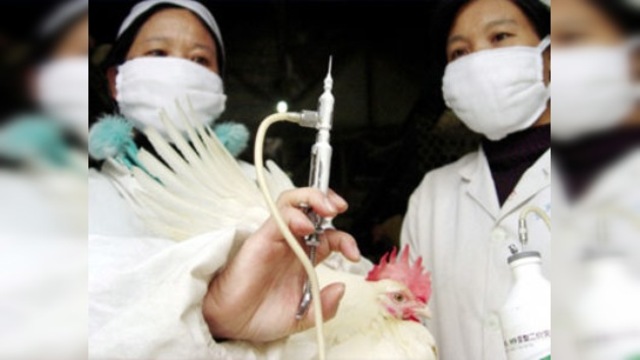 Aparece en Asia la gripe aviar